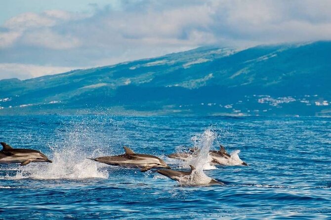 Among Whales Dolphins and Volcanoes Full Day Tour With Lunch - Whale-Watching Experience