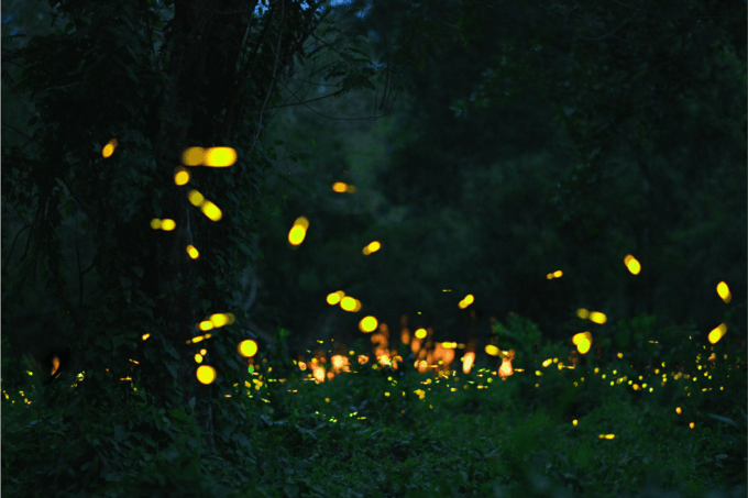 Amphawa & Railway Markets & Firefly Boat Ride: From BKK - Dinner and Cuisine