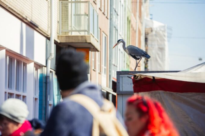 Amsterdam: Albert Cuyp Market and De Pijp Guided Foodie Tour - Exploring Albert Cuyp Market