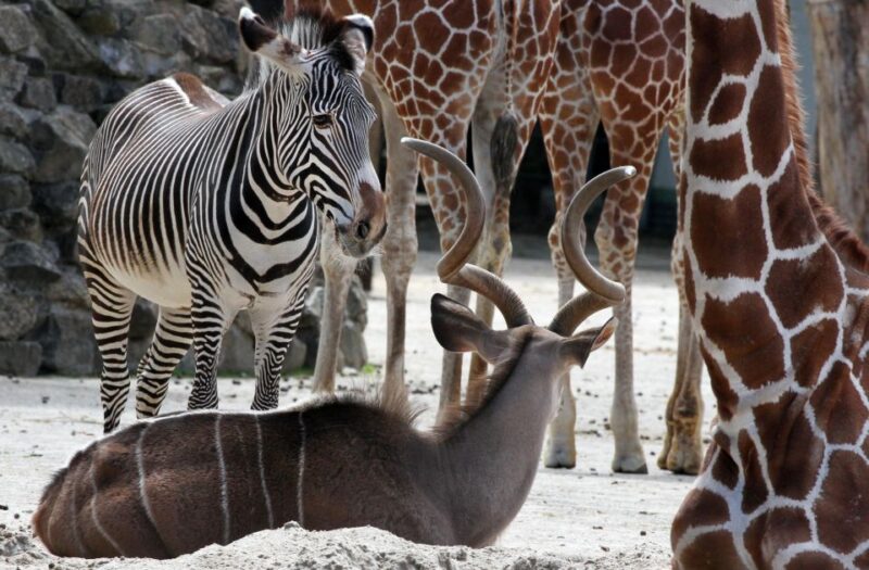 Amsterdam: ARTIS Amsterdam Royal Zoo Entry Ticket - Diverse Animal Exhibits