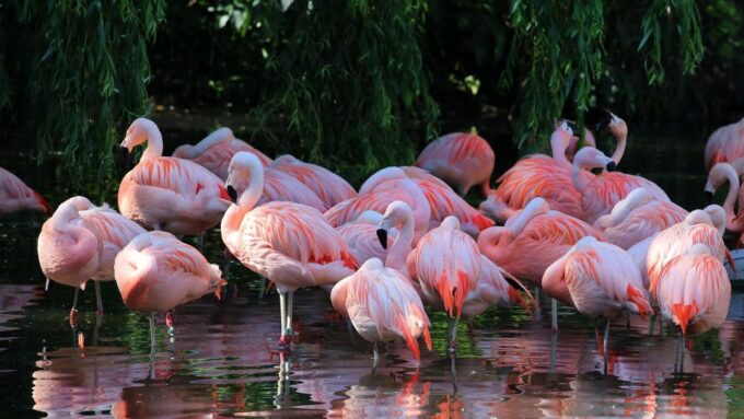 Amsterdam: ARTIS Amsterdam Royal Zoo Entry Ticket - Visitor Reviews and Ratings