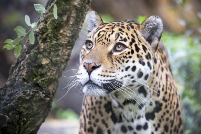 Amsterdam: ARTIS Amsterdam Royal Zoo Entry Ticket - Key Highlights and Attractions