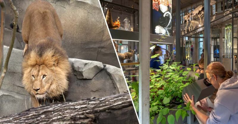 Amsterdam: ARTIS Royal Zoo and ARTIS Groote Museum Ticket - Key Points