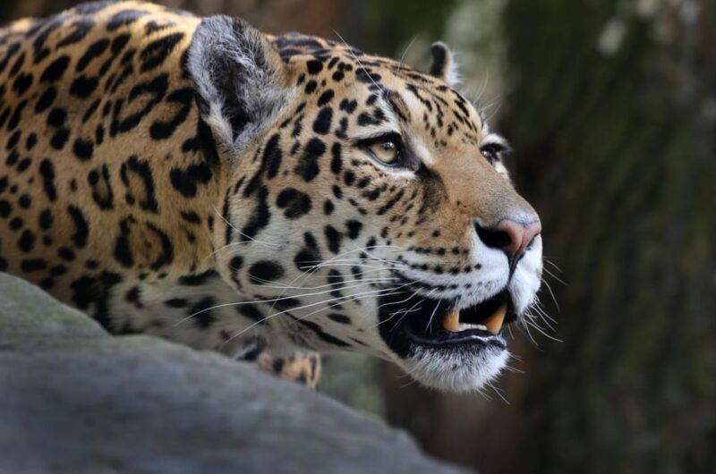 Amsterdam: ARTIS Royal Zoo and ARTIS Groote Museum Ticket - Visitor Experiences
