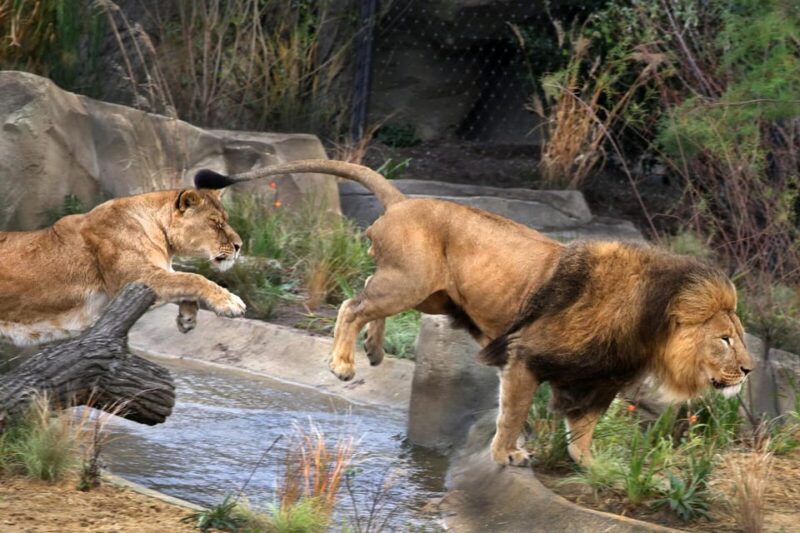 Amsterdam: Artis Royal Zoo & ARTIS-Micropia Combiticket - Key Points