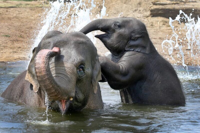 Amsterdam: Artis Royal Zoo & ARTIS-Micropia Combiticket - Attractions Overview