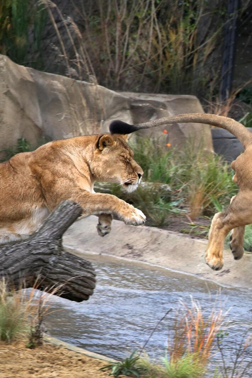 Amsterdam: Artis Royal Zoo & ARTIS-Micropia Combiticket - Visitor Experience
