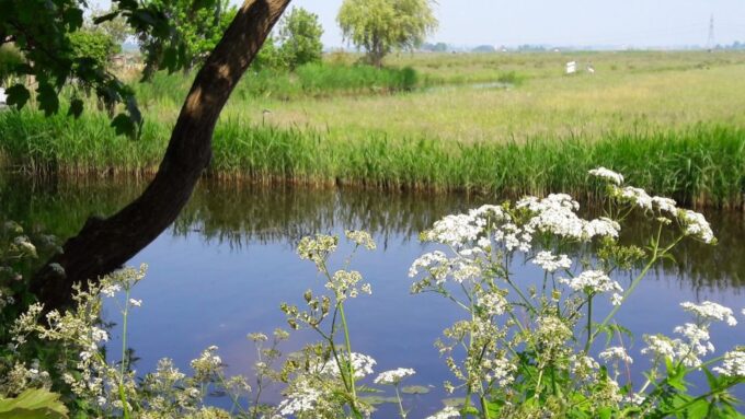 Amsterdam: Dutch Countryside Sunset Canoe Tour - Picnic and Refreshments