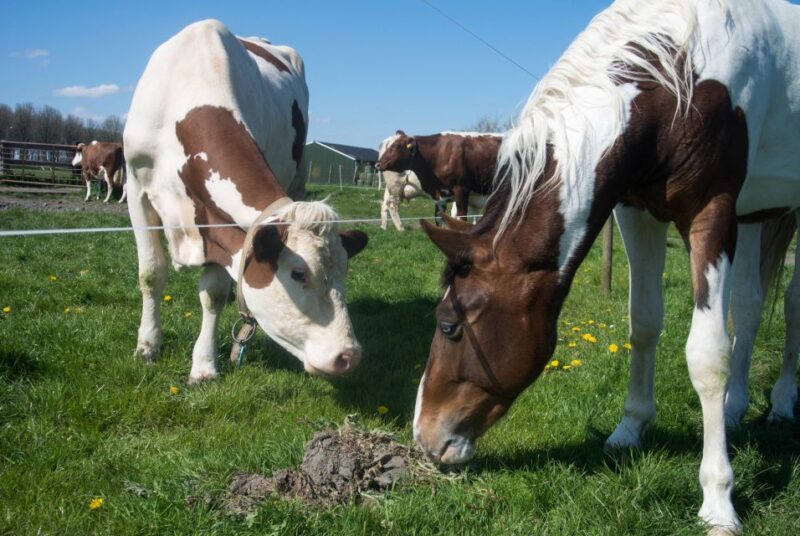 Amsterdam: Full-Day Countryside Tour - Meeting Point and Directions