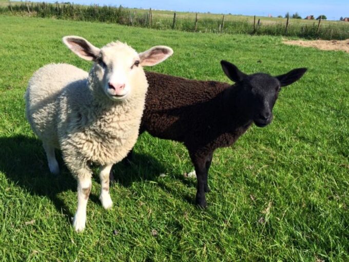 Amsterdam: Full-Day Countryside Tour - Explore Dutch Countryside
