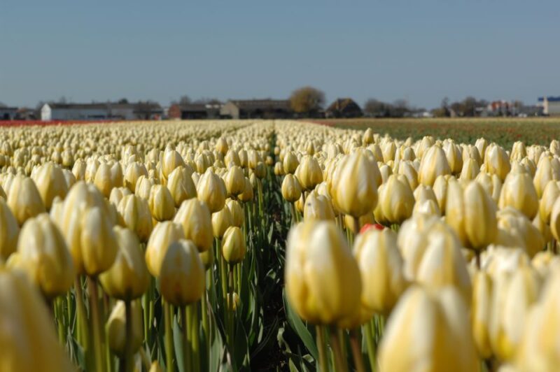 Amsterdam: Half-Day Flower Fields and Keukenhof Bicycle Tour - Flower Bulb-Growing Process
