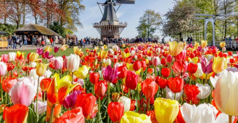 Amsterdam: Keukenhof and Zaanse Schans Live Guided Day Tour - Important Information