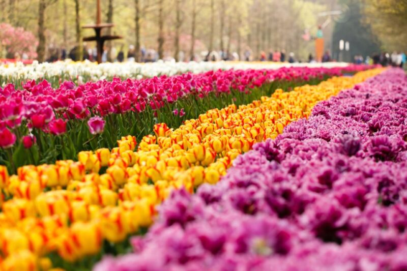 Amsterdam: Keukenhof Gardens Guided Tour Spanish and English - Tour Duration and Languages