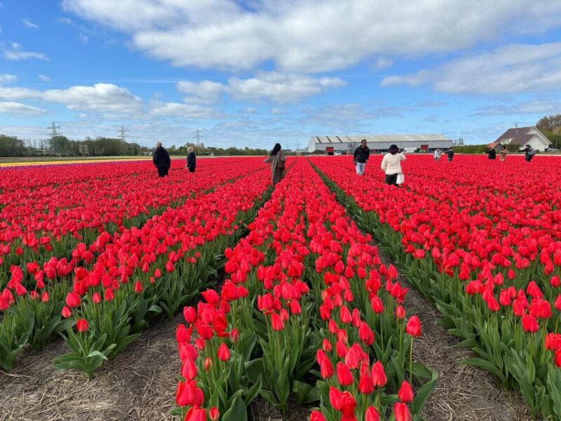 Amsterdam: Keukenhof, Tulip Farm Full-Day Tour With Cruise - Itinerary Highlights