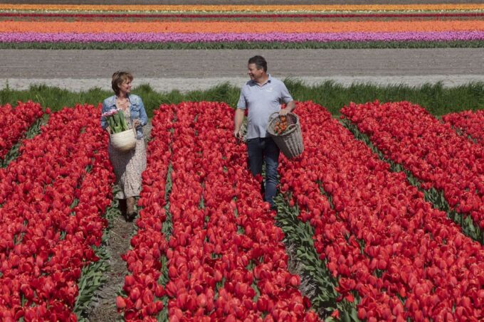 Amsterdam: Keukenhof, Tulip Farm Full-Day Tour With Cruise - Tour Duration