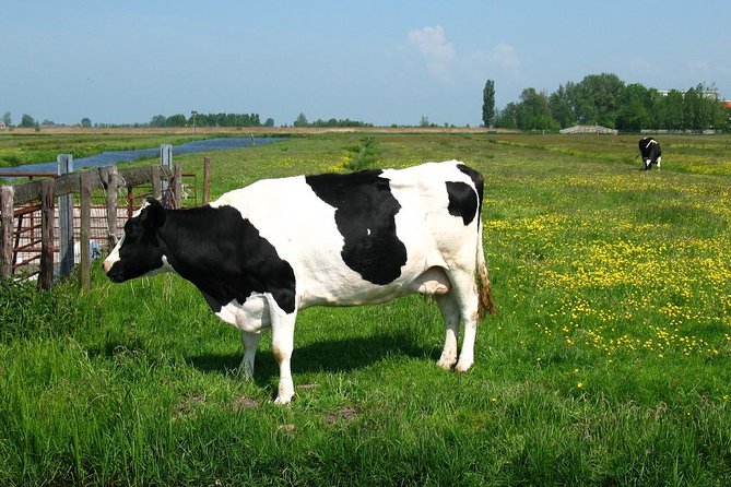 Amsterdam Landscape Windmill Private Bike Tour - Transportation and Equipment