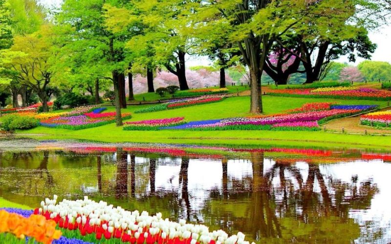 Amsterdam: Private Sightseeing Tour to Keukenhof - Keukenhof Details
