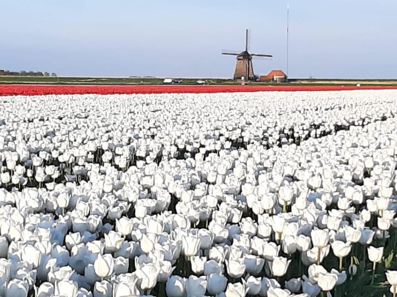 Amsterdam:Private Guided Non Touristic Tulip & Windmill Tour - Experience and Guides