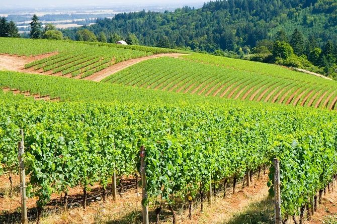 Amy & Rebas Day Drinking Wine Tours, Where Well Drive You to Drink - Key Points