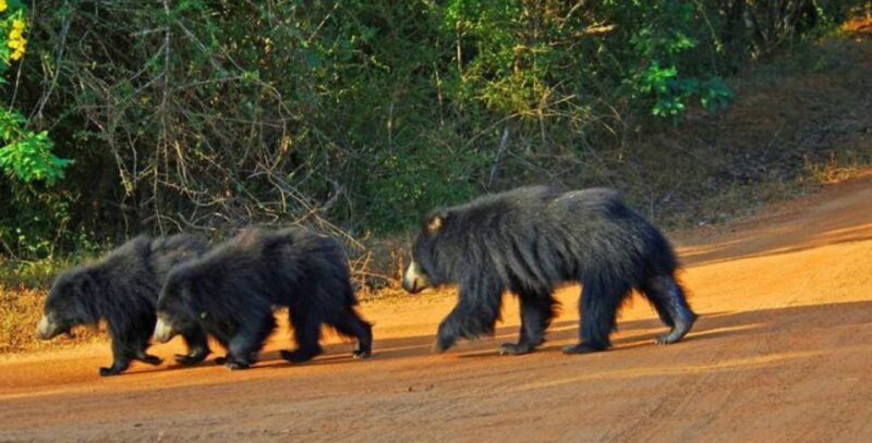 An 8-Days Adventure and Wildlife Exploration in Sri Lanka - Itinerary Highlights
