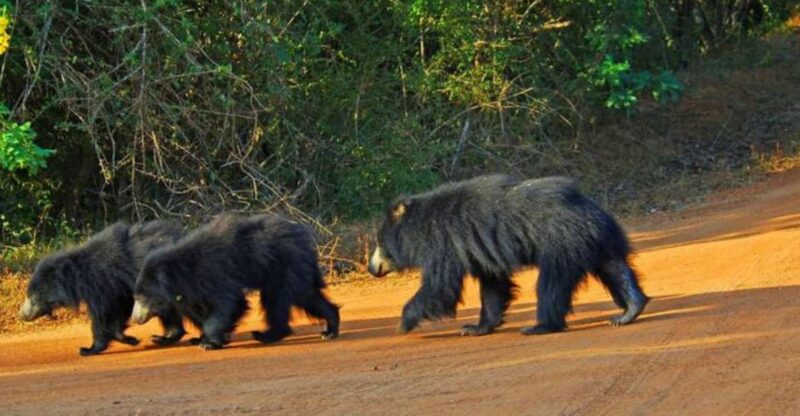 An 8-Days Adventure and Wildlife Exploration in Sri Lanka - Included Activities and Experiences
