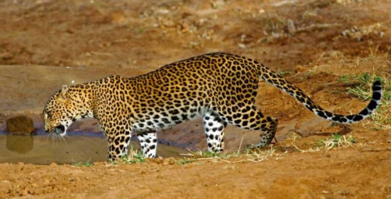 An 8-Days Adventure and Wildlife Exploration in Sri Lanka - Accommodation