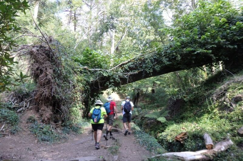 An Adventure Through the Forest and Palace of Bussaco - Coim - Discovering Biodiversity and History