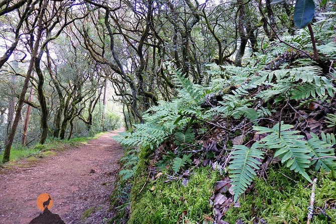 An Adventure Through the Forest and Palace of Bussaco - Coimbra - Exploring the Bussaco Forest Trails