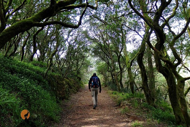 An Adventure Through the Forest and Palace of Bussaco - Coimbra - Booking and Additional Information