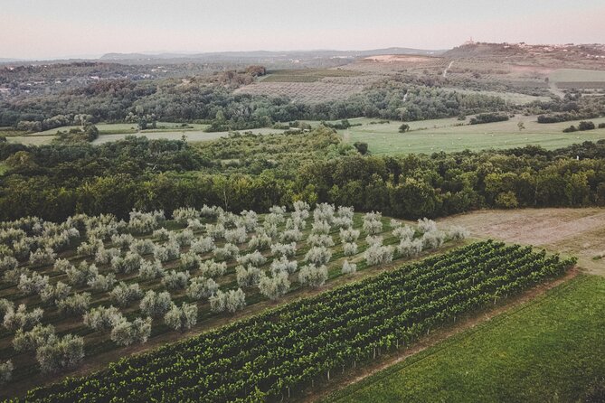 An Authentic Istrian Olive Oil, Wine & Local Food Experience Near Umag - Discovering Istrian Olive Oil