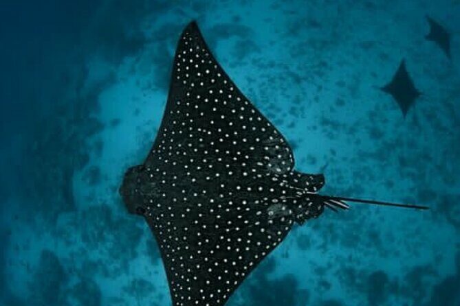 An Eagle Ray and Turtle Tour-Small Groups & Photography Included - Who Will Love This Tour?