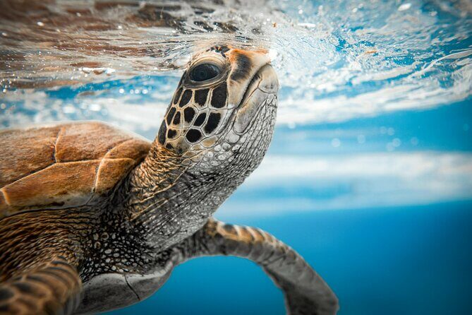 An Eagle Ray and Turtle Tour-Small Groups & Photography Included - Who Might Want to Consider Alternatives?