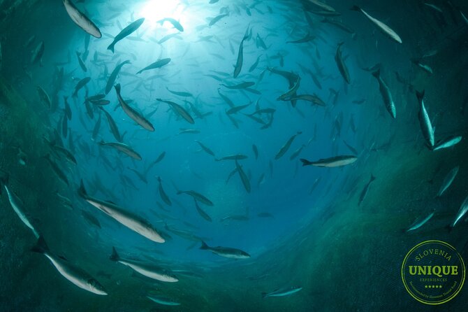 An Unforgettable Day With Fish, Wine and Olive Oil Tasting - Additional Information