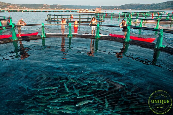 An Unforgettable Day With Fish, Wine and Olive Oil Tasting - What to Expect