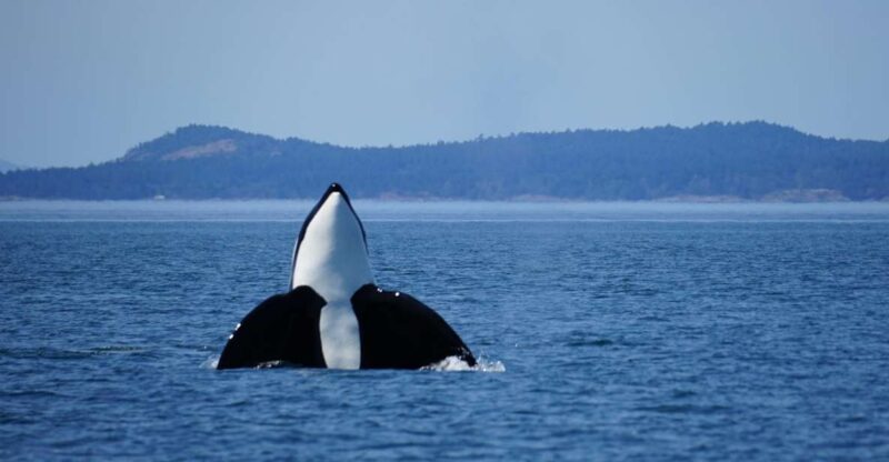 Anacortes: Orca Whales Guaranteed Boat Tour Near Seattle - Key Points