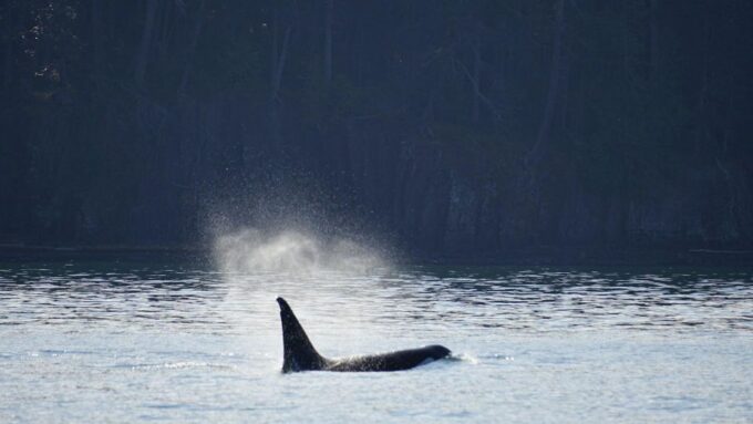 Anacortes: Orca Whales Guaranteed Boat Tour Near Seattle - Nearby Seattle Attractions