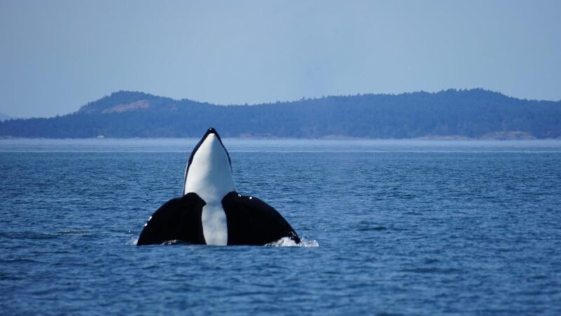 Anacortes: Orca Whales Guaranteed Boat Tour Near Seattle - Customer Ratings and Reviews