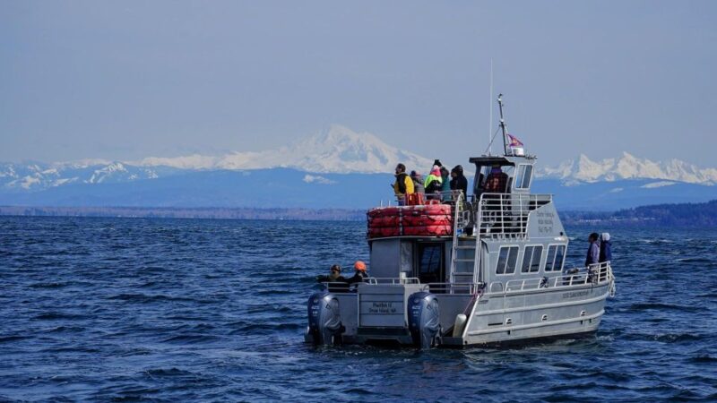 Anacortes: Orca Whales Guaranteed Boat Tour Near Seattle - Orca Whales in Their Habitat