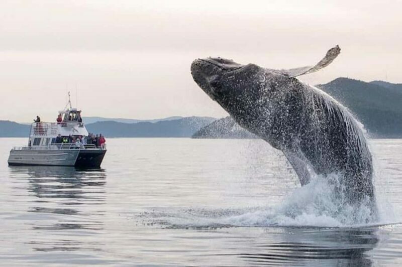 Anacortes: Whale and Orca Boat Tour near Seattle - The Guides and Experience Quality