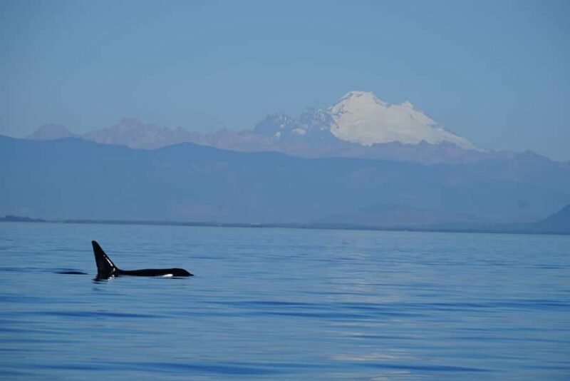 Anacortes: Whale and Orca Boat Tour near Seattle - Pricing and Value