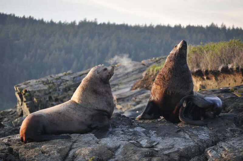 Anacortes: Whale and Orca Boat Tour near Seattle - Practical Tips for Travelers