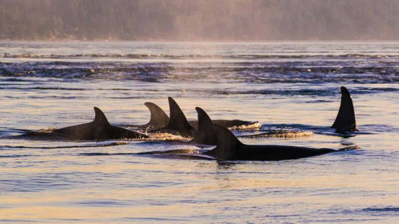 Anacortes: Whale and Orca Boat Tour near Seattle - The Sum Up