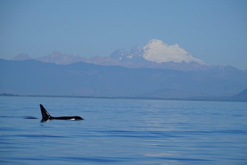 Anacortes: Whale and Orca Boat Tour Near Seattle - Key Points