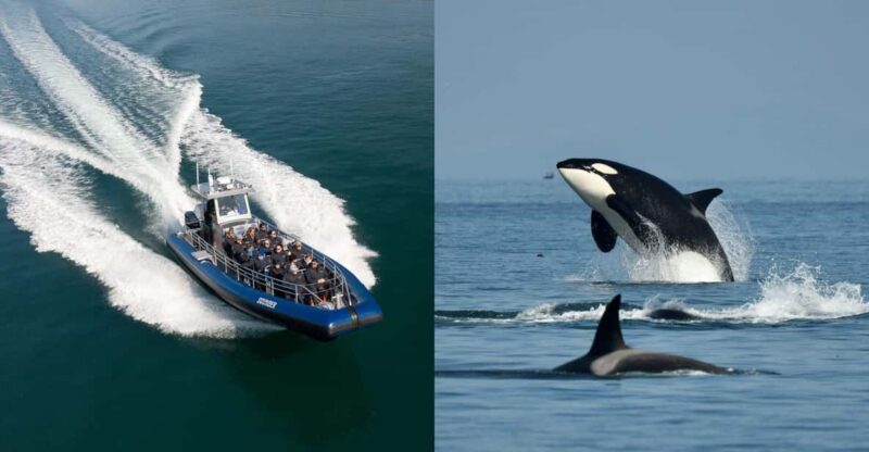 Anacortes: Whale Watching Adventure Tour - Key Points