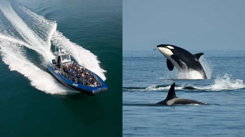 Anacortes: Whale Watching Adventure Tour - Tour Overview