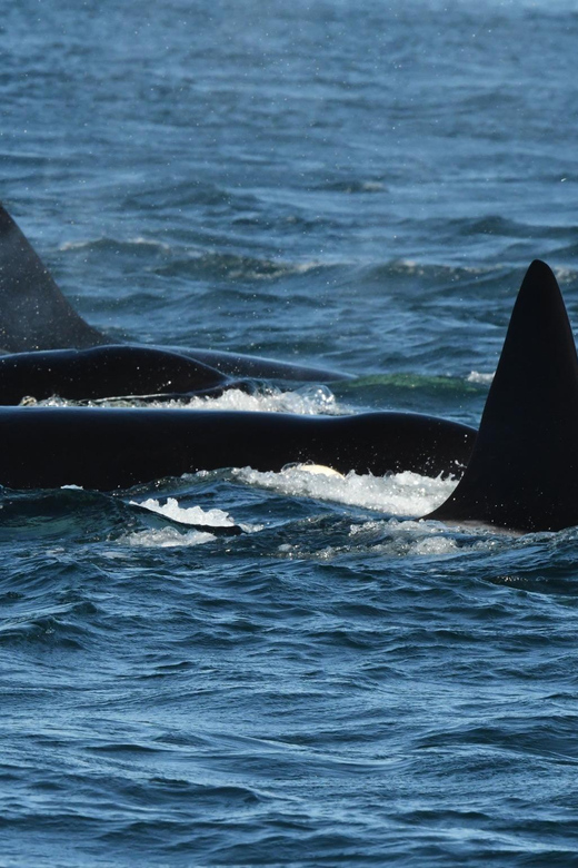 Anacortes: Whale Watching Adventure Tour - Tour Pricing