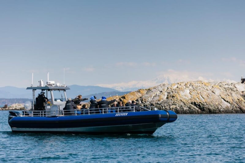 Anacortes: Whale Watching Adventure Tour - Tour Safety and Preparation