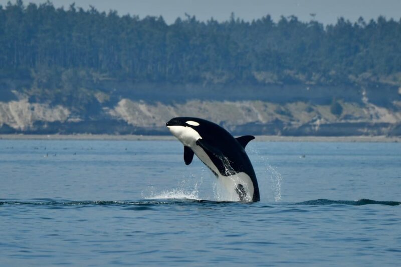 Anacortes: Whale Watching Adventure Tour - Check-in and Parking