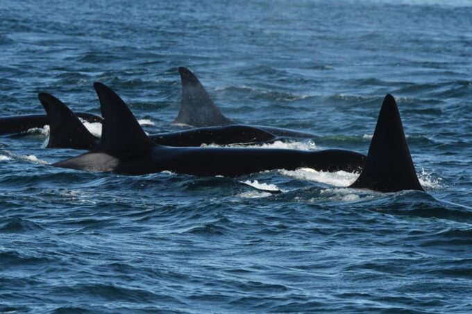 Anacortes: Whale Watching Adventure Tour - What to Bring and Expect
