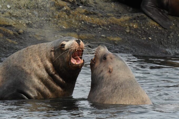 Anacortes: Whale Watching Adventure Tour - Customer Reviews